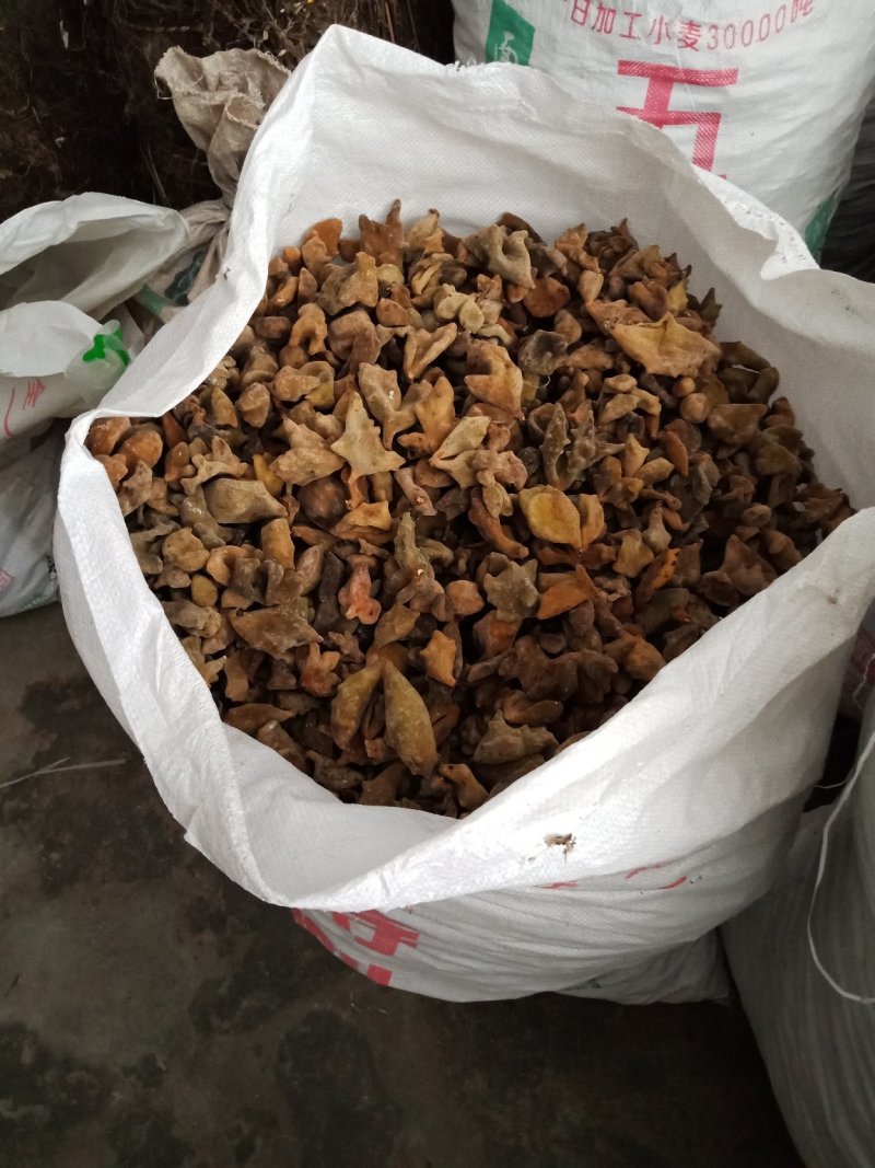 来自湖北深山里的五倍子，基地发货，品种正，量大价低