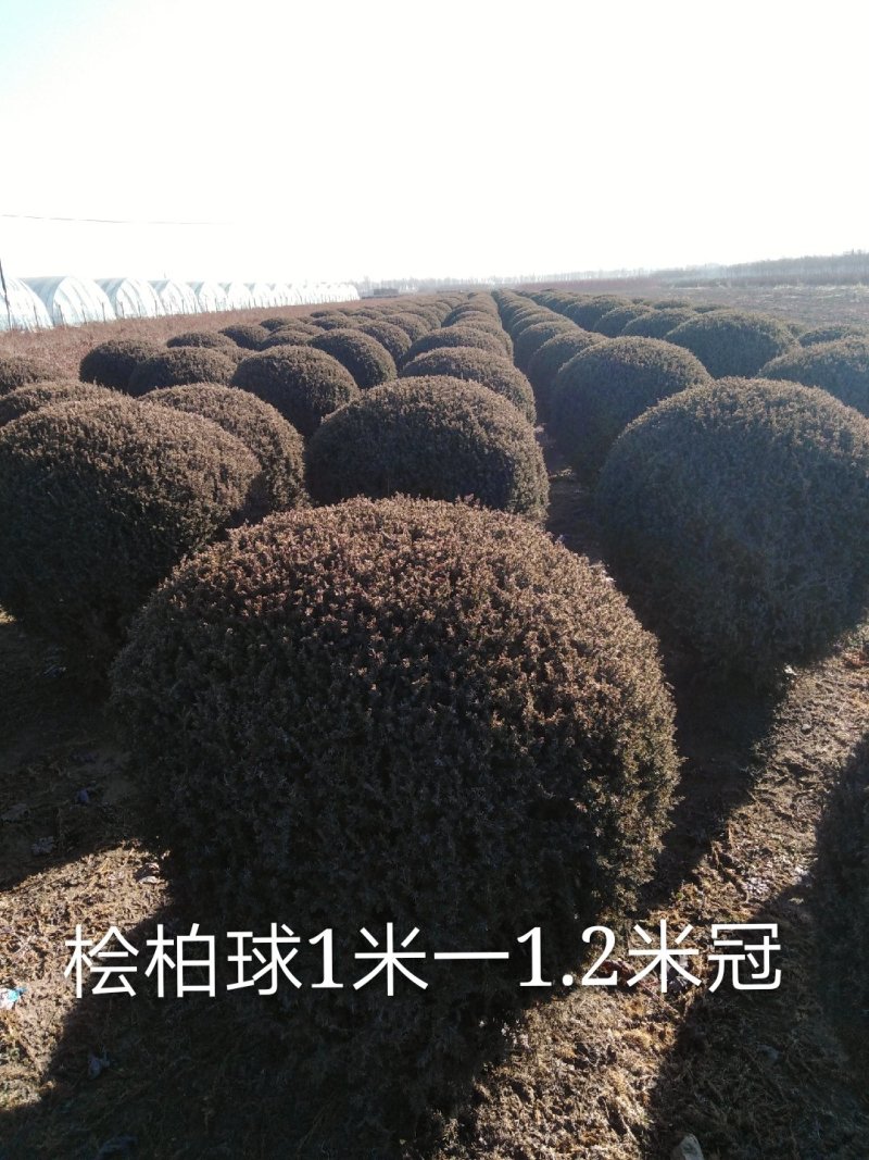东北修剪7年的桧柏球各等规格及，桧柏小苗工程苗