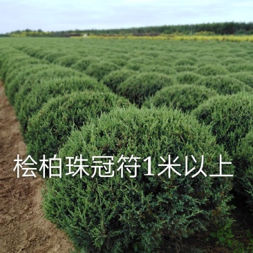 东北修剪7年的桧柏球各等规格及，桧柏小苗工程苗