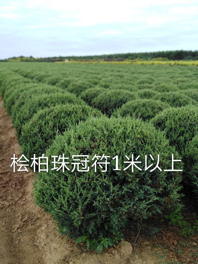 东北修剪7年的桧柏球各等规格及，桧柏小苗工程苗