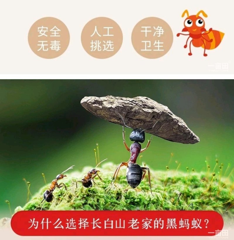长白山小黑蚂蚁免费提供打粉一斤起卖包邮产地直供