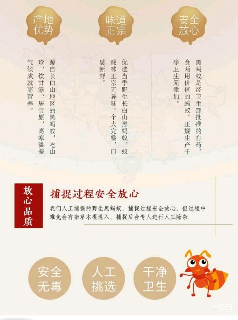 长白山小黑蚂蚁免费提供打粉一斤起卖包邮产地直供