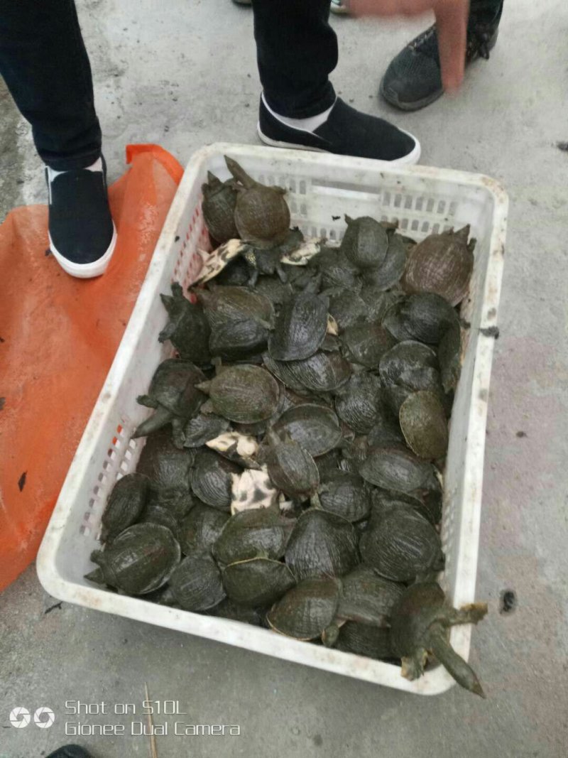 甲鱼苗