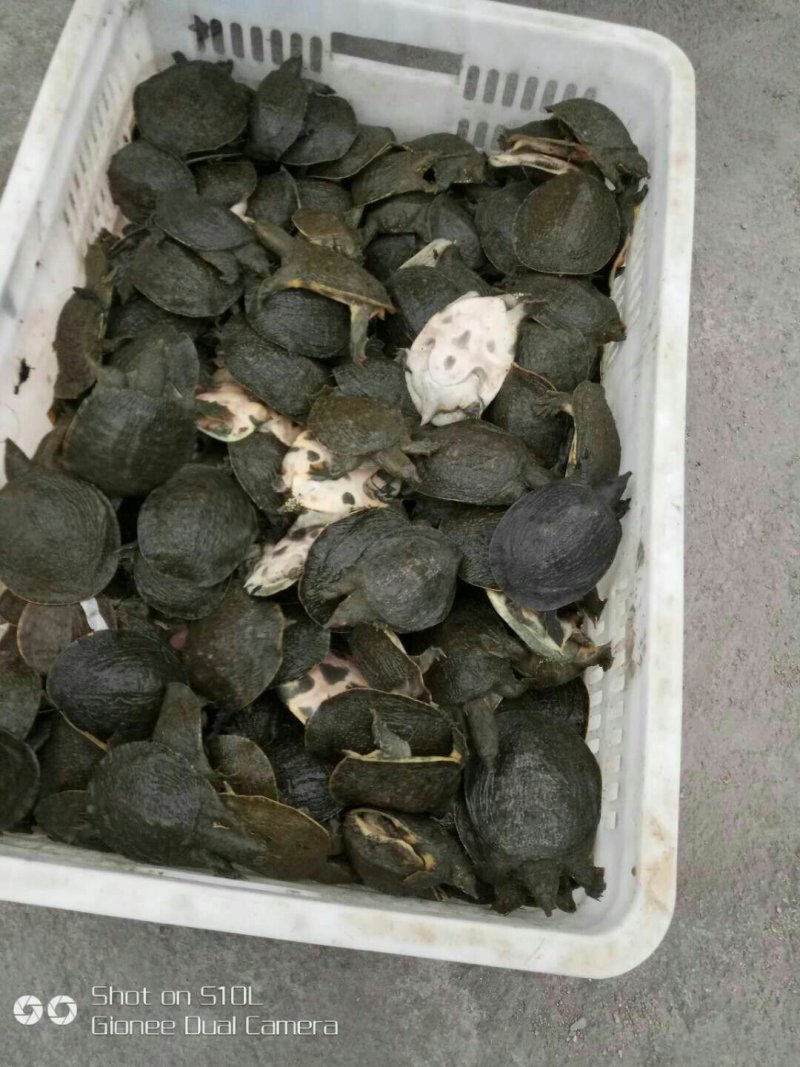 甲鱼苗