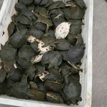 甲鱼苗