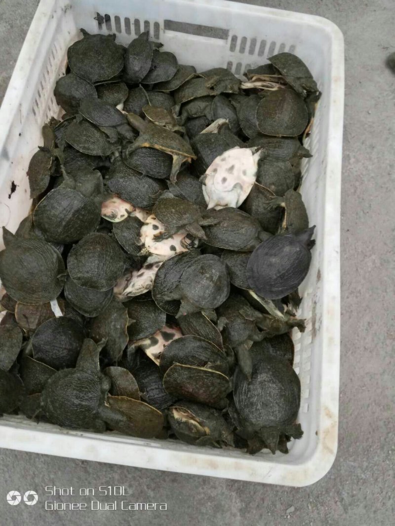 甲鱼苗