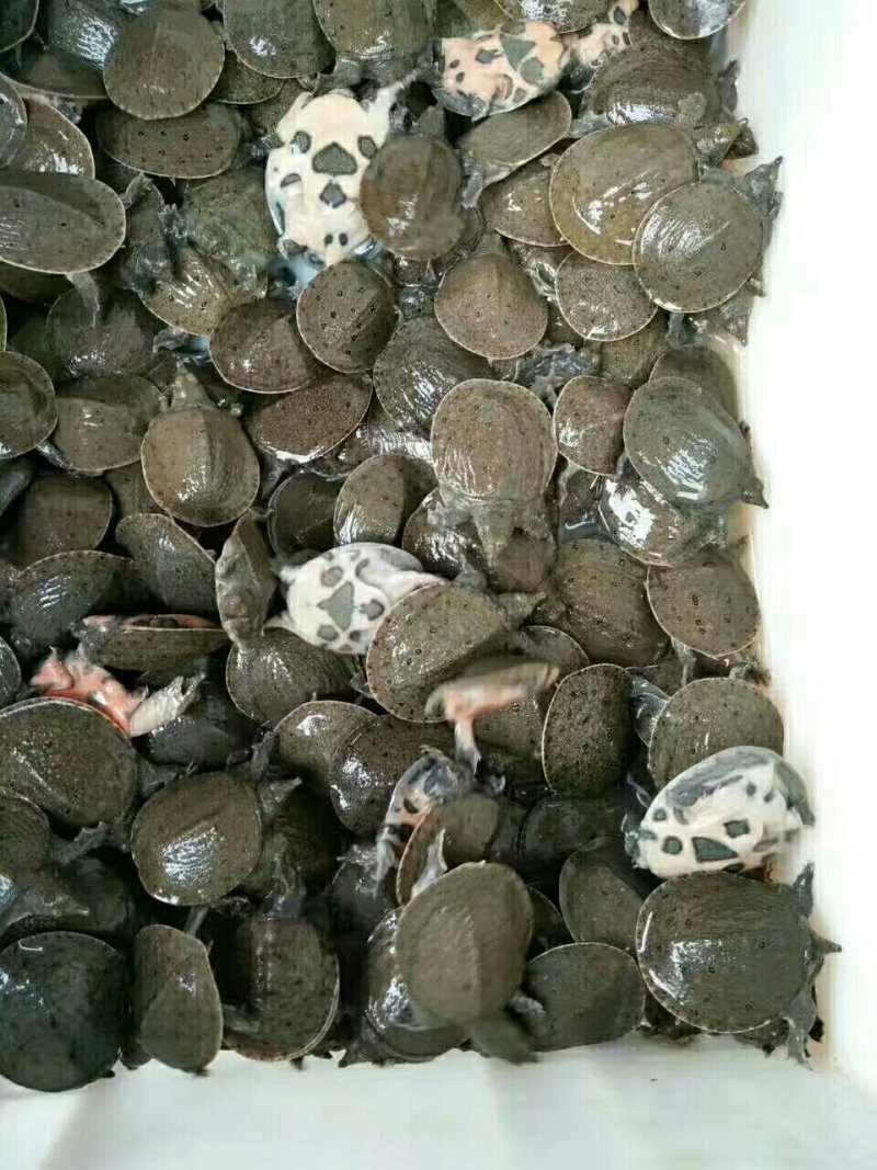 甲鱼苗