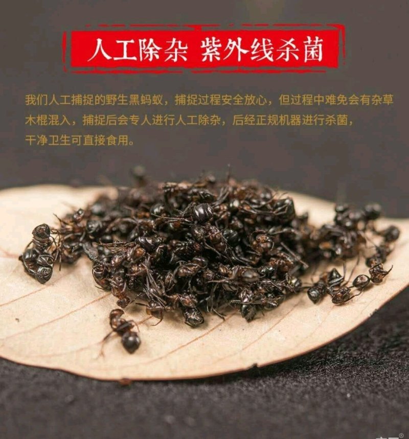 长白山小黑蚂蚁免费提供打粉一斤起卖包邮产地直供