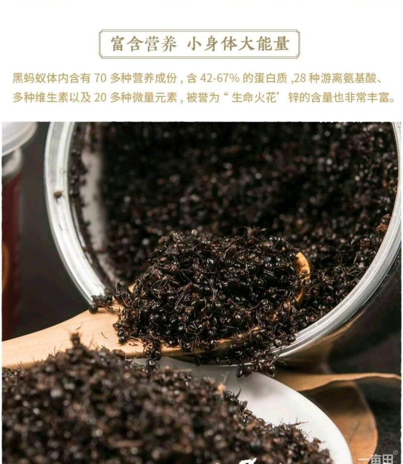 长白山小黑蚂蚁免费提供打粉一斤起卖包邮产地直供