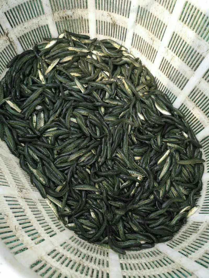 黑鱼苗