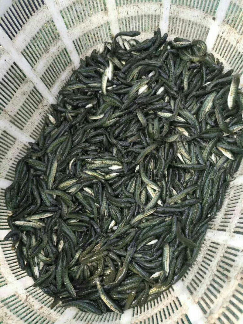 黑鱼苗