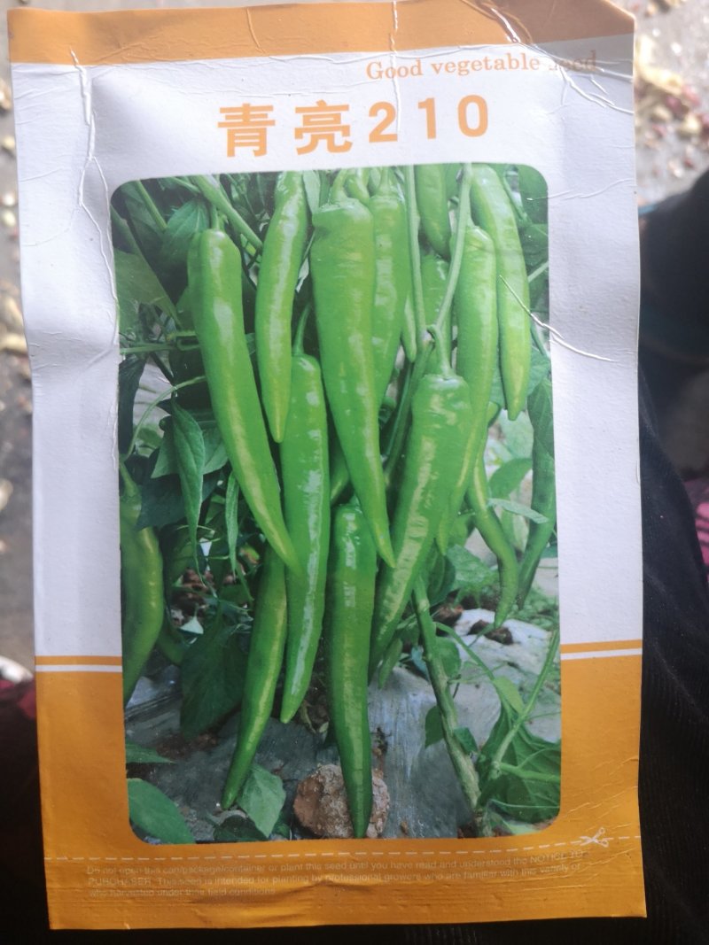 辣椒苗尖椒苗产量高抗病性强杂交优良品种价格实惠坐果能力强