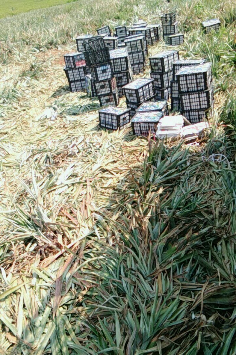 产地黄心菠萝