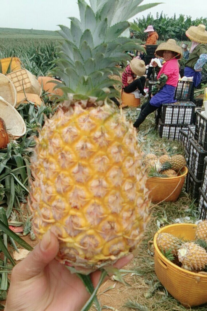 产地黄心菠萝
