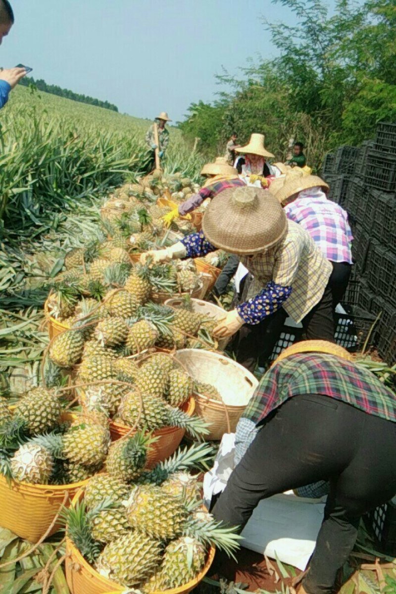 产地黄心菠萝