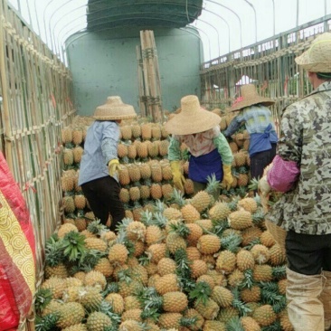 产地黄心菠萝