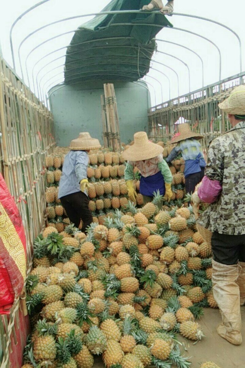 产地黄心菠萝