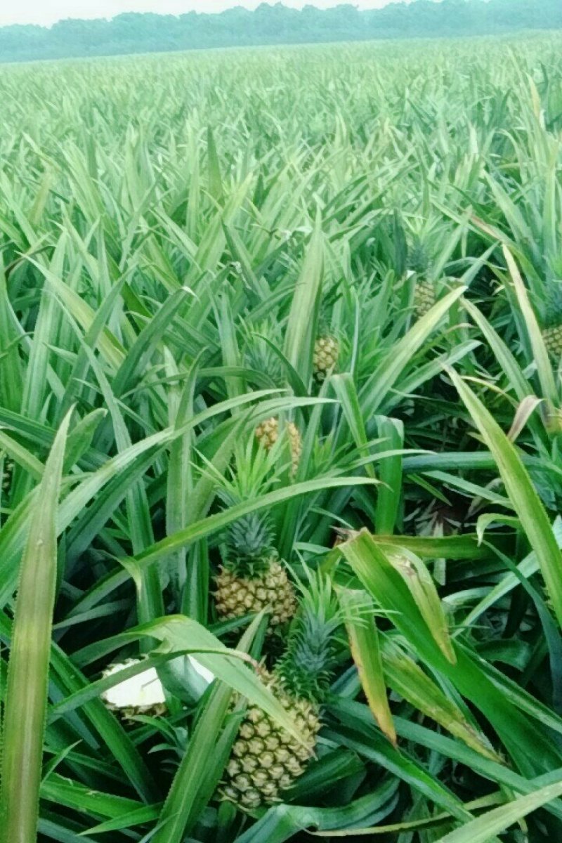 产地黄心菠萝