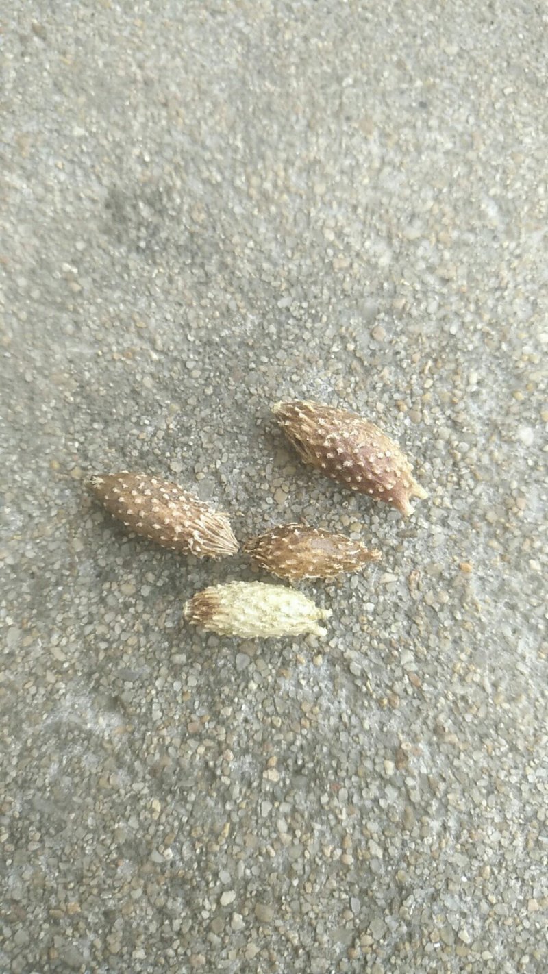 苍耳子
