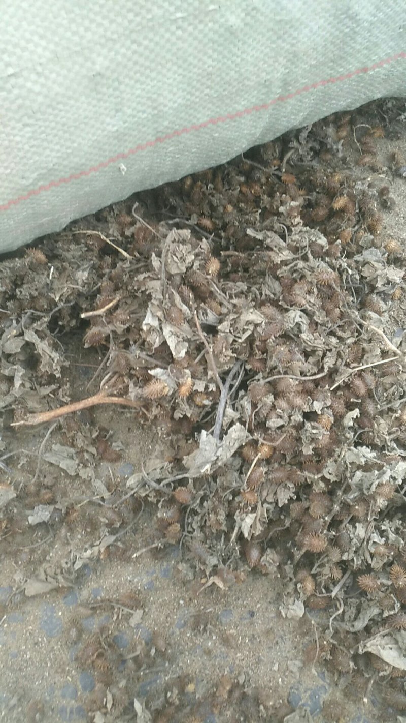 苍耳子