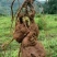 何首乌种苗产量高好种植好管理回收