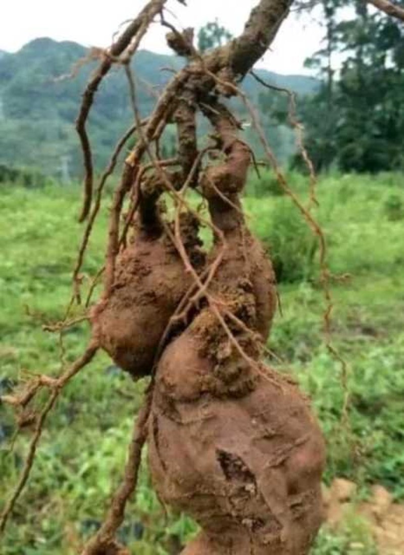 何首乌种苗产量高好种植好管理回收