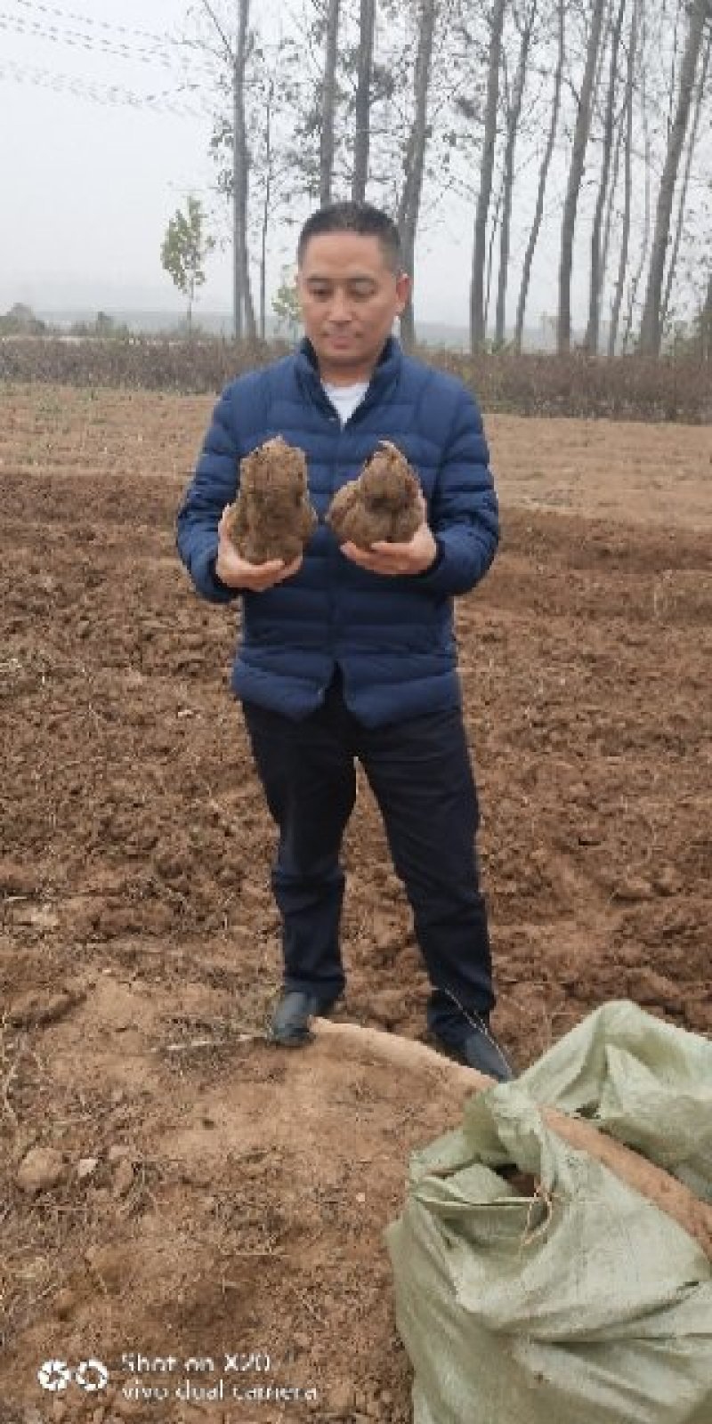何首乌种苗产量高好种植好管理回收