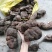何首乌种苗产量高好种植好管理回收