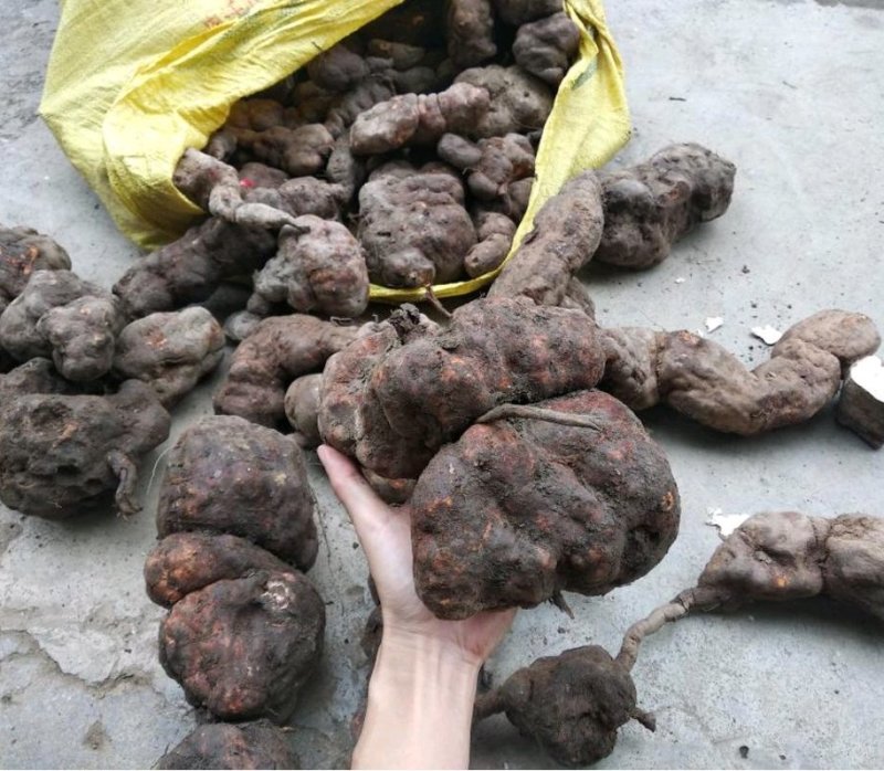 何首乌种苗产量高好种植好管理回收