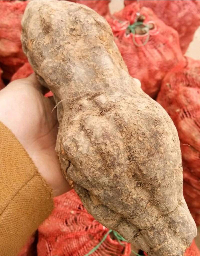 何首乌种苗产量高好种植好管理回收