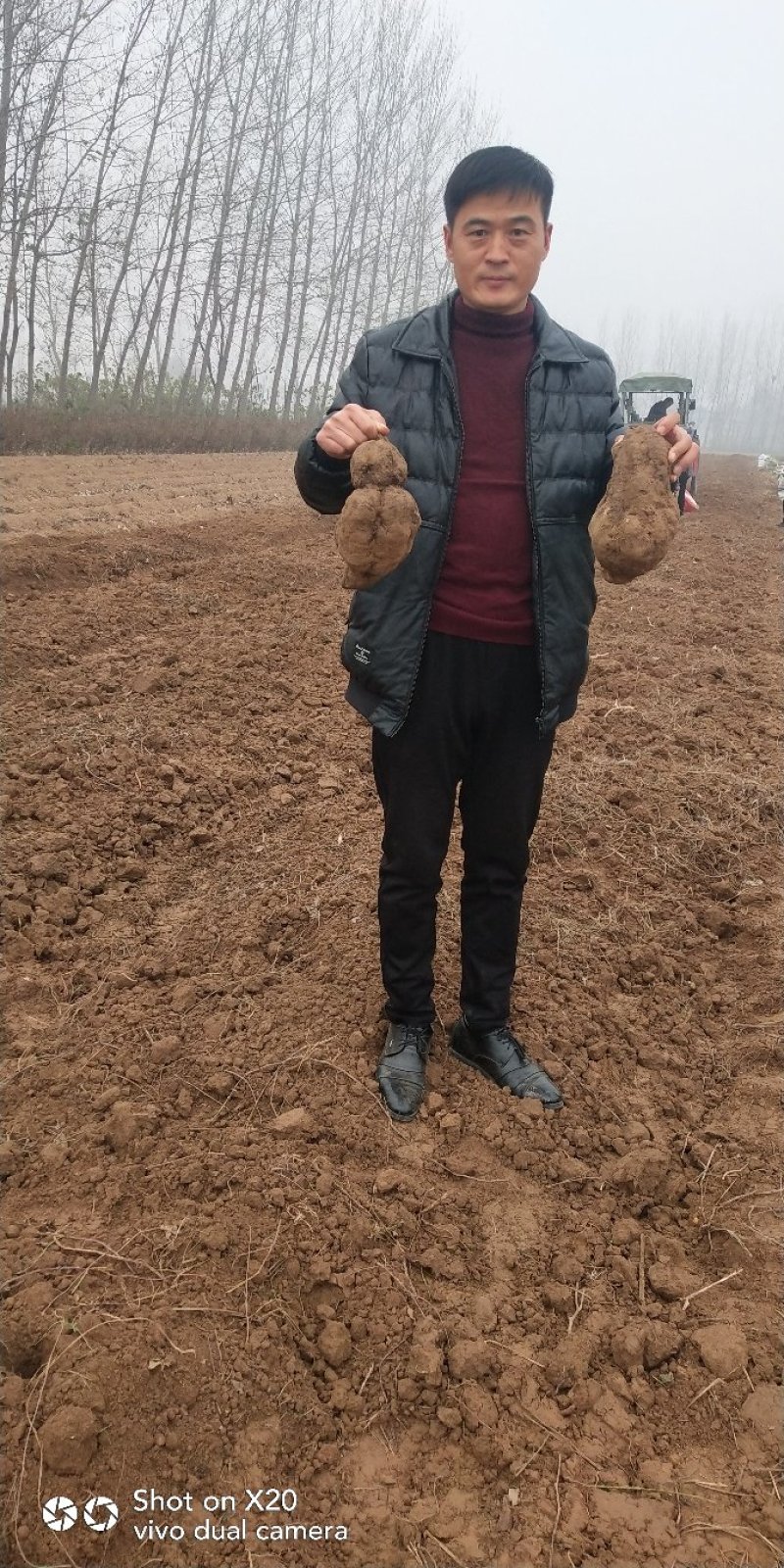 何首乌种苗产量高好种植好管理回收