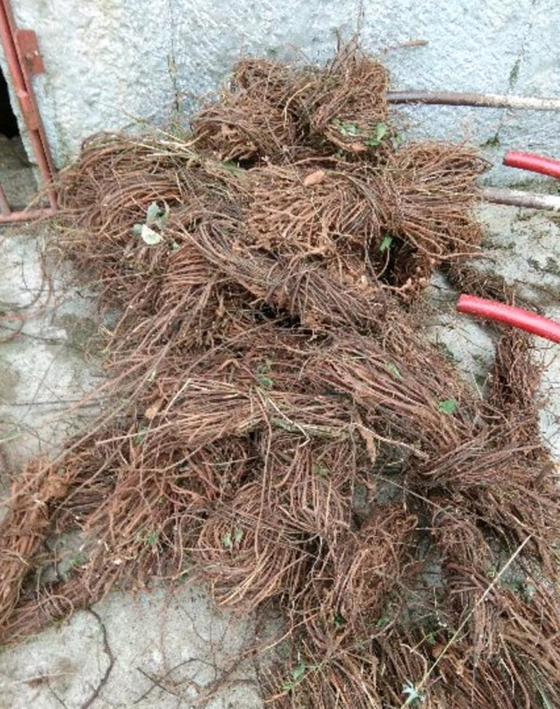 何首乌种苗产量高好种植好管理回收