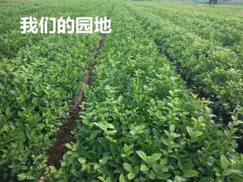 包邮春季优惠1年苗一万棵起批0.35元保质保量/基地直发