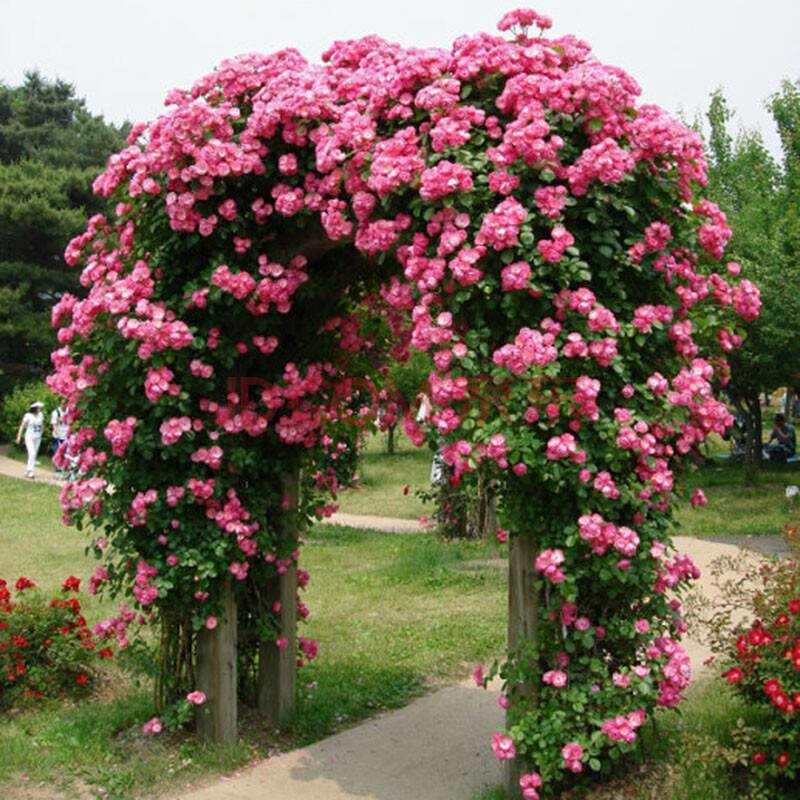 蔷薇花四季爬藤蔷薇花苗大蔷薇苗，蔷薇小苗，蔷薇大苗