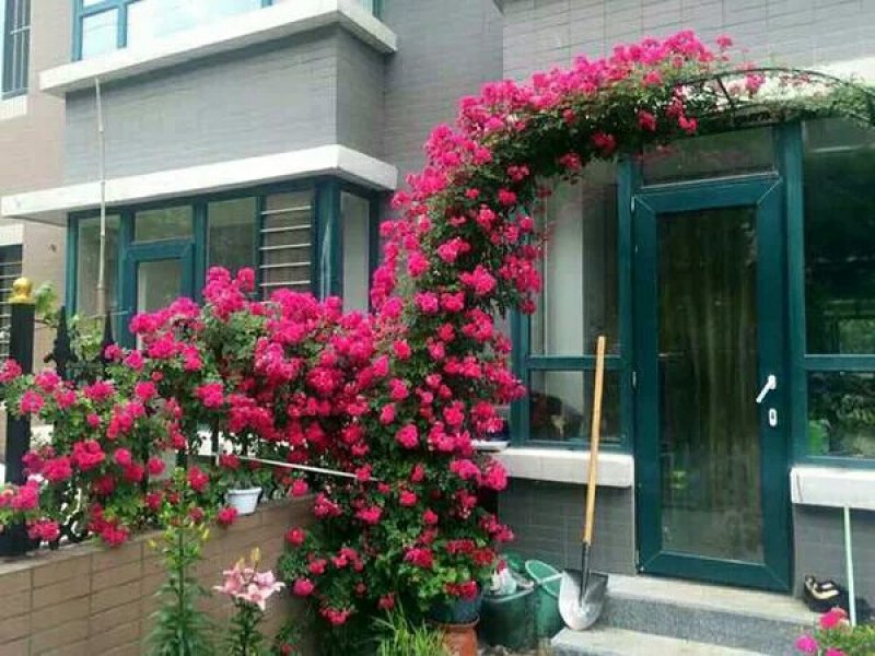 蔷薇花四季爬藤蔷薇花苗大蔷薇苗，蔷薇小苗，蔷薇大苗
