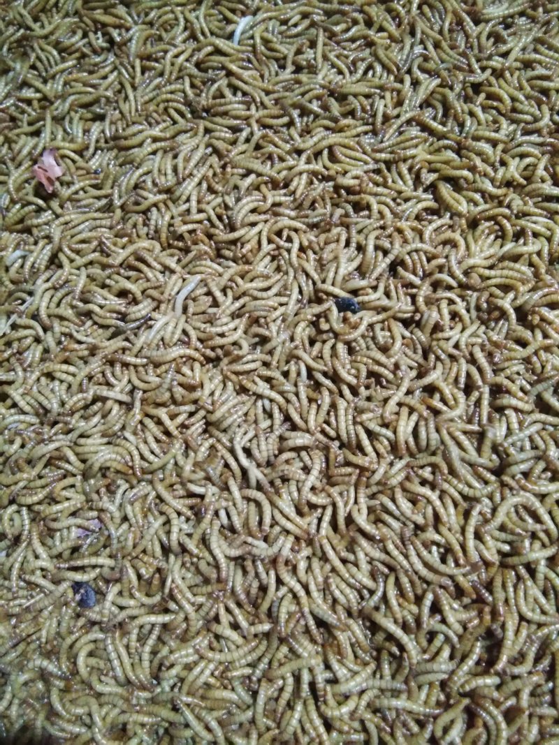 黄粉虫