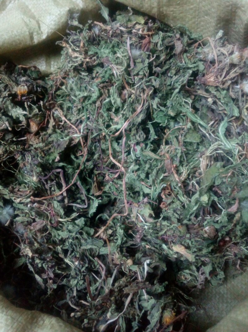蒲公英野生蒲公英干货