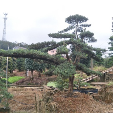 造型罗汉松价格