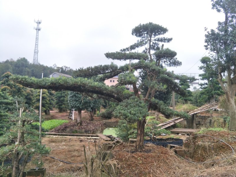 造型罗汉松价格