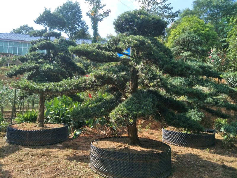 造型罗汉松价格