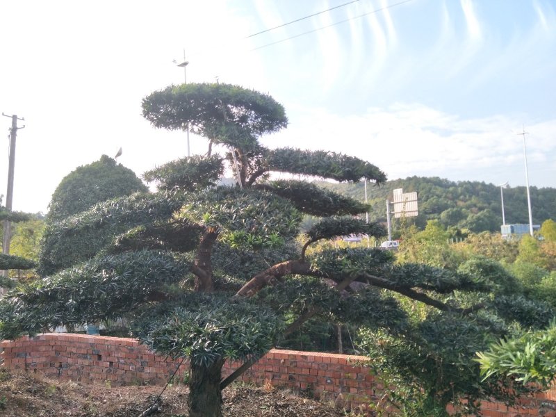 造型罗汉松价格