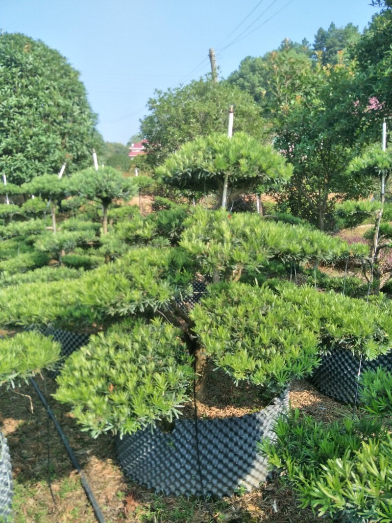造型罗汉松价格
