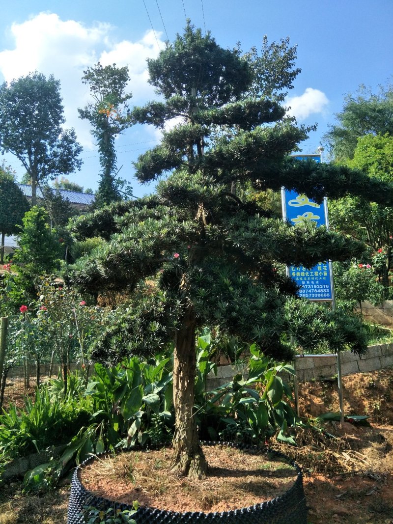 造型罗汉松价格