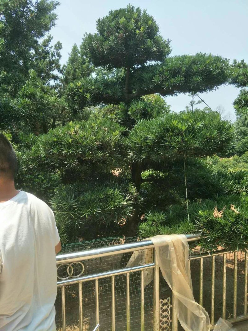 造型罗汉松价格