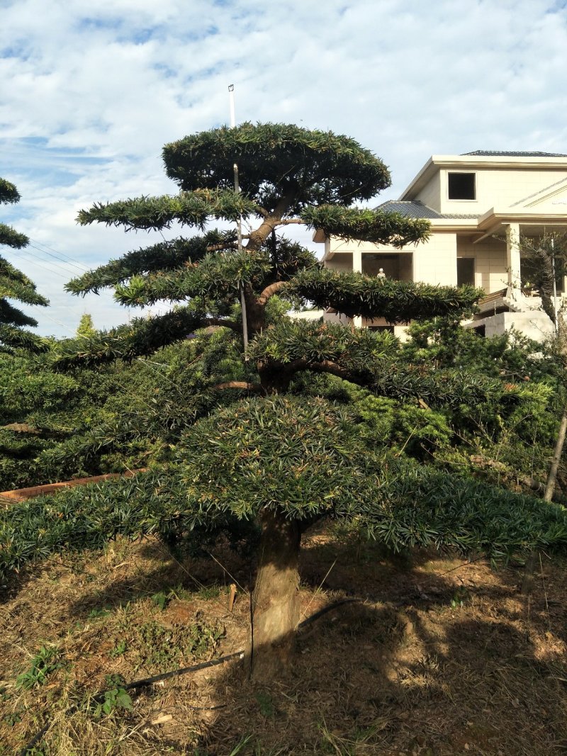 造型罗汉松价格