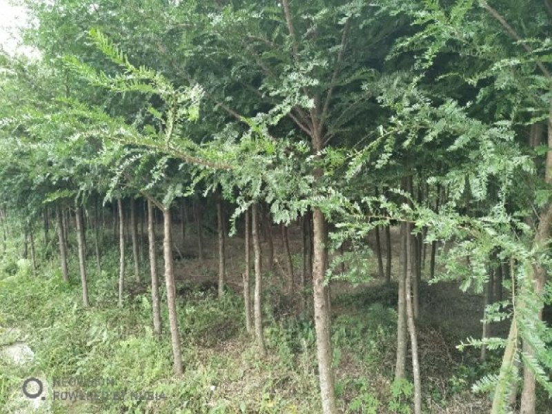 红豆杉苗低价处理