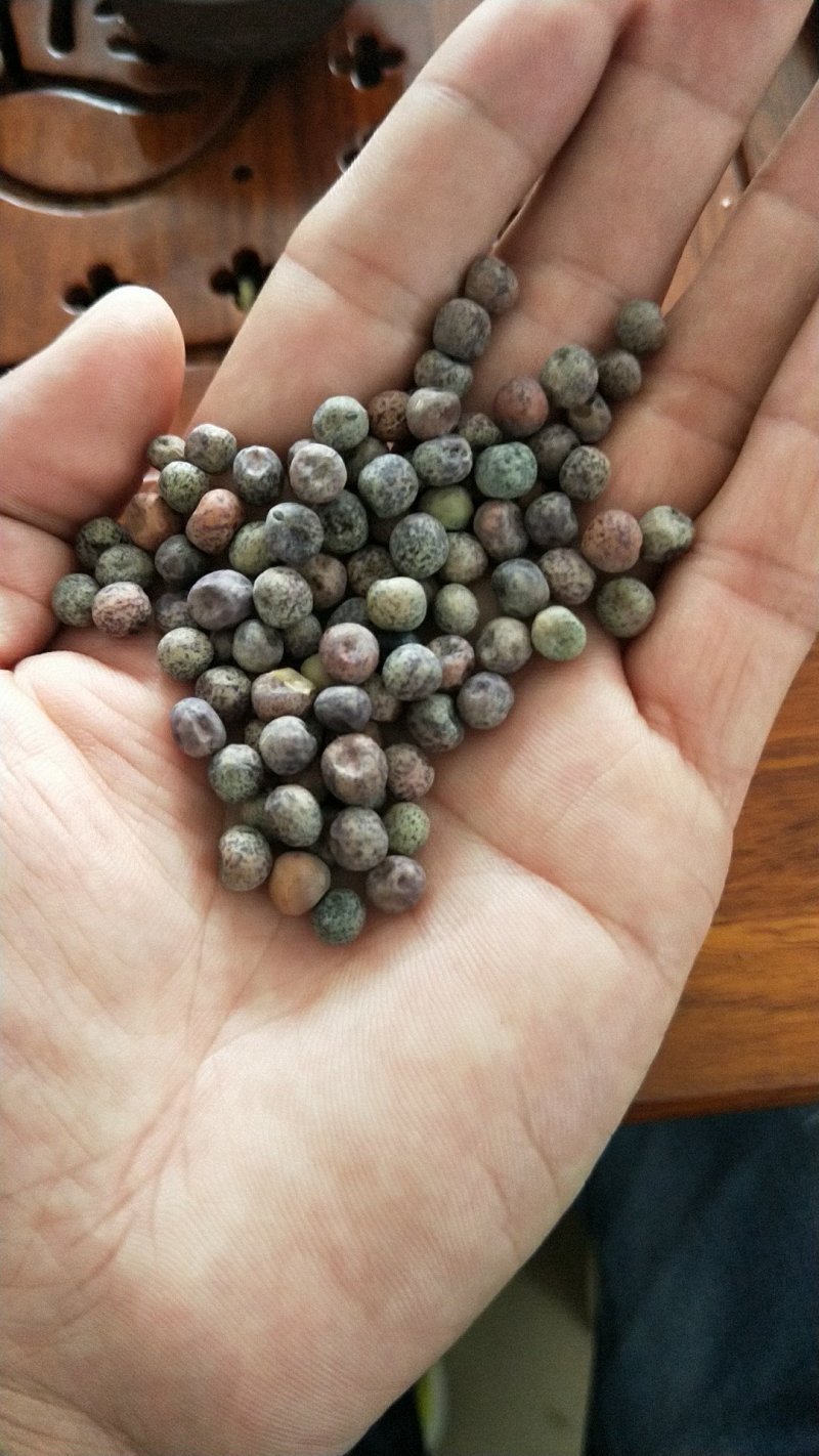2号麻豌豆，进口麻豌豆，大叶麻豌豆