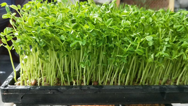 2号麻豌豆，进口麻豌豆，大叶麻豌豆
