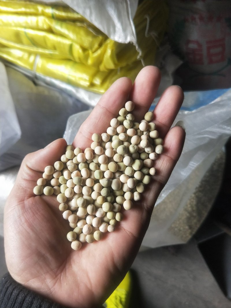 白豌豆，精品新疆白豌豆，白豌豆，发苗专用