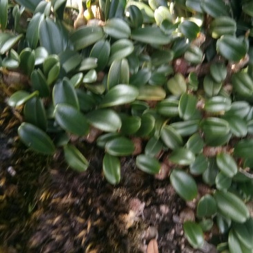 石橄榄